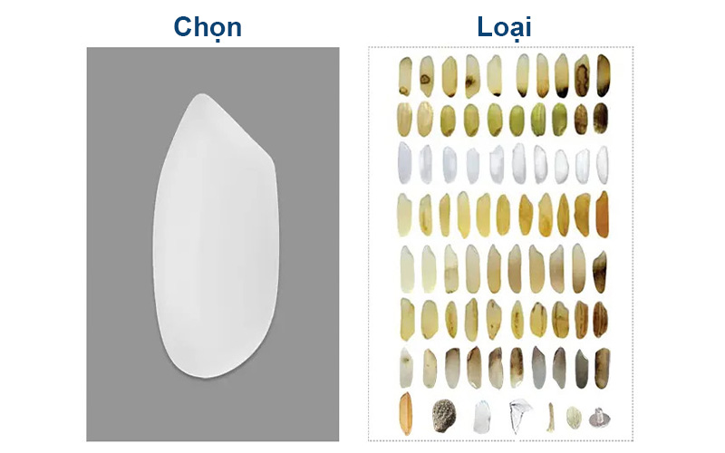 Máy bắn màu gạo loại bỏ hạt vàng, bạc bụng, châm kim