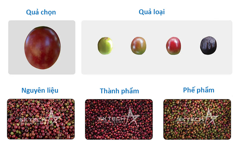 Phân loại cà phê tươi bằng máy bắn màu