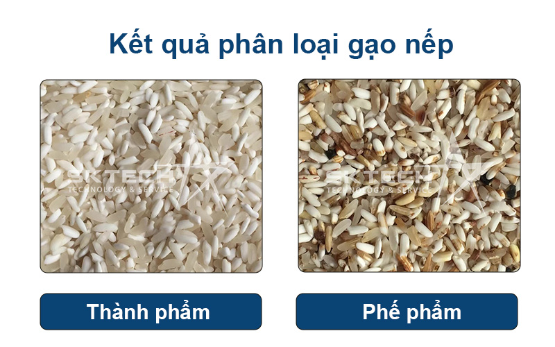 Phân loại gạo nếp bằng máy bắn màu