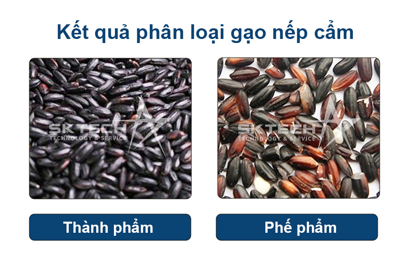 Phân loại gạo nếp cẩm bằng máy tách màu