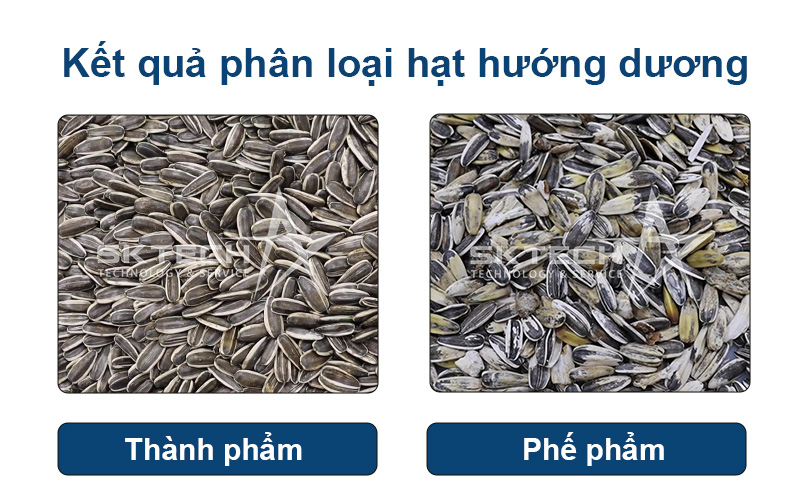 Phân loại hạt hướng dương bằng máy tách màu