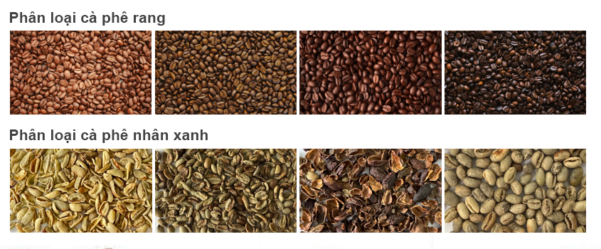 Kết quả phân loại cà phê ranh và nhân xanh